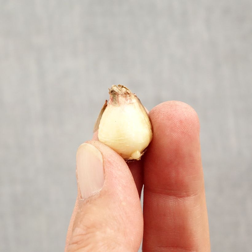 Esemplare di Muscari aucheri Mount Hood Bulbo taglia 5+ come consegnato in autunno