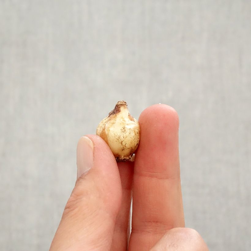 Example of Muscari Pink Sunrise Bulbo taglia 6+ as you get in automne