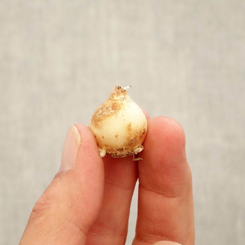 Esemplare di Muscari Touch of Snow Bulbo taglia 7+ come consegnato in autunno