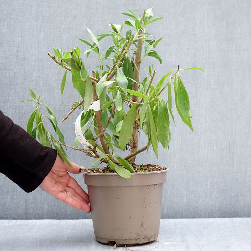 Example of Myoporum laetum Vaso da 4L/5L as you get in hiver