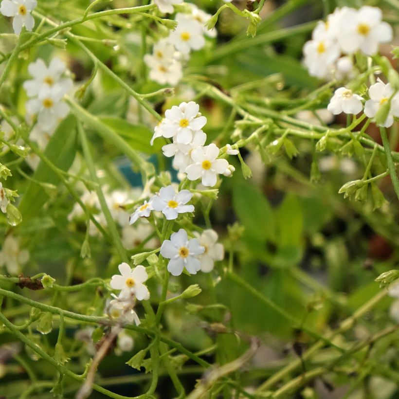 Myosotis scorpioides Alba (Fioritura)