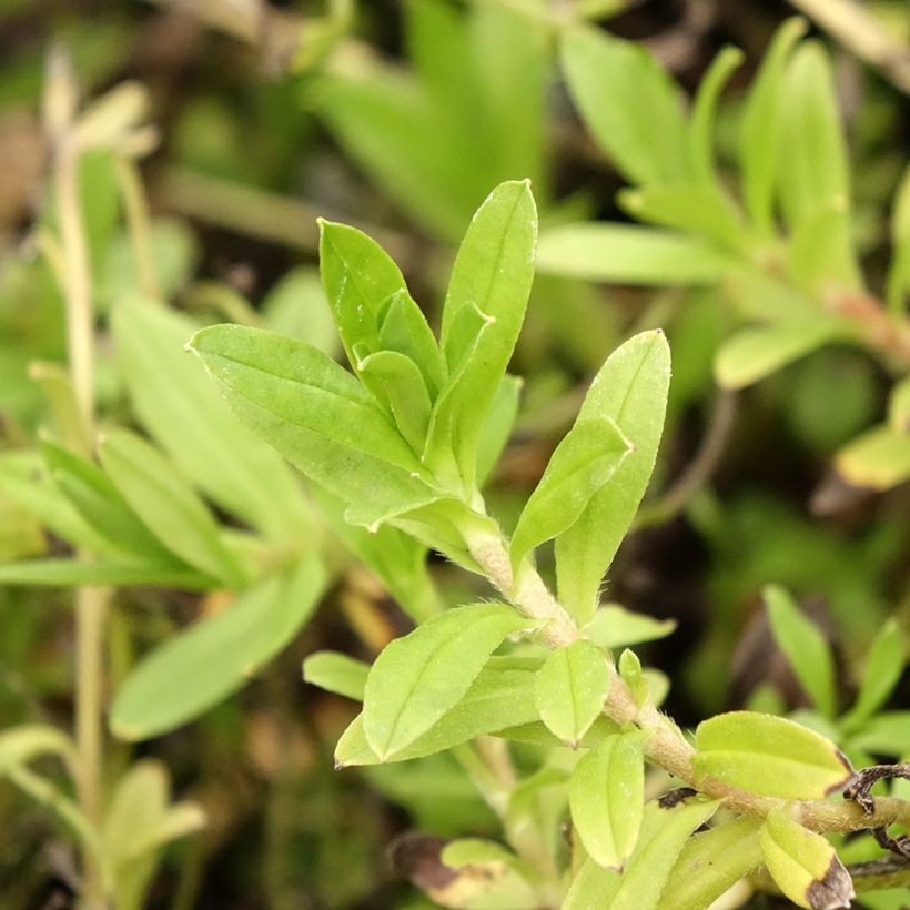 Myosotis scorpioides - Nontiscordardimè delle paludi (Foliage)
