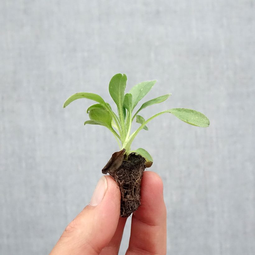 Esemplare di Myosotis sylvatica Snowsylva Mini zolla: zolla da 2,2 cm x 2 cm in vassoio di coltivazione da 35 pezzi come consegnato in autunno
