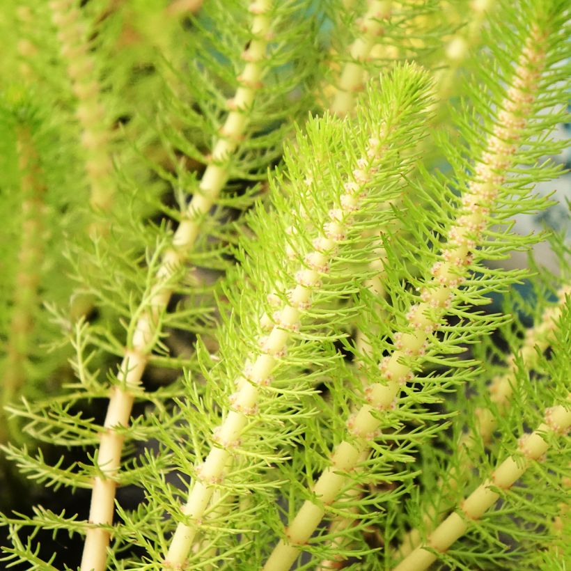 Myriophyllum crispata - Millefoglio d'acqua (Fogliame)