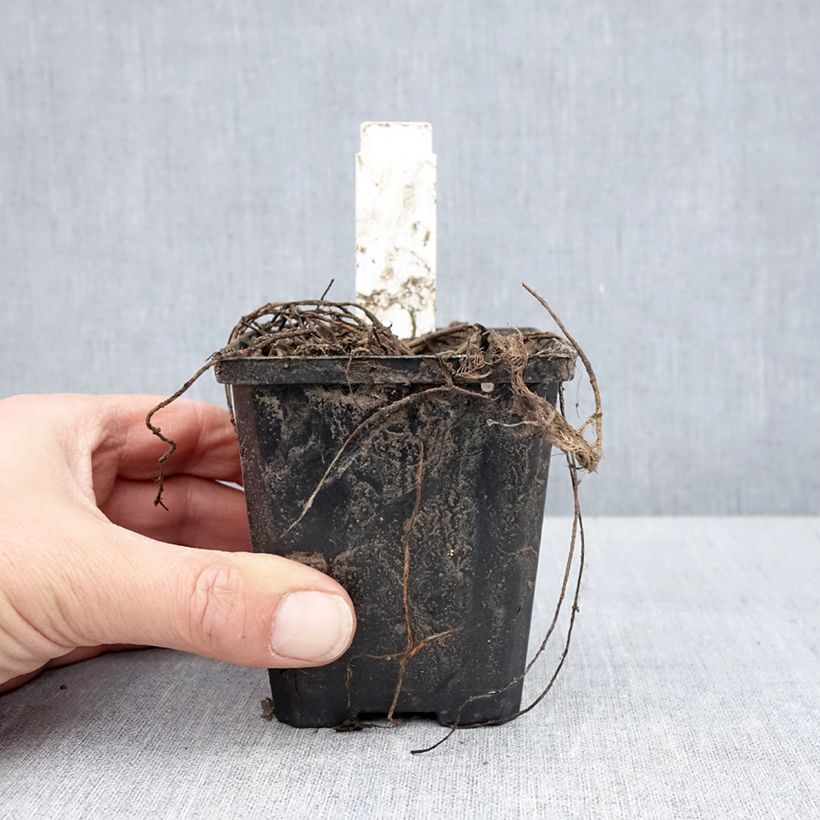 Example of Myriophyllum spicatum - Millefoglio d'acqua comune Vasetto da 8/9 cm as you get in printemps