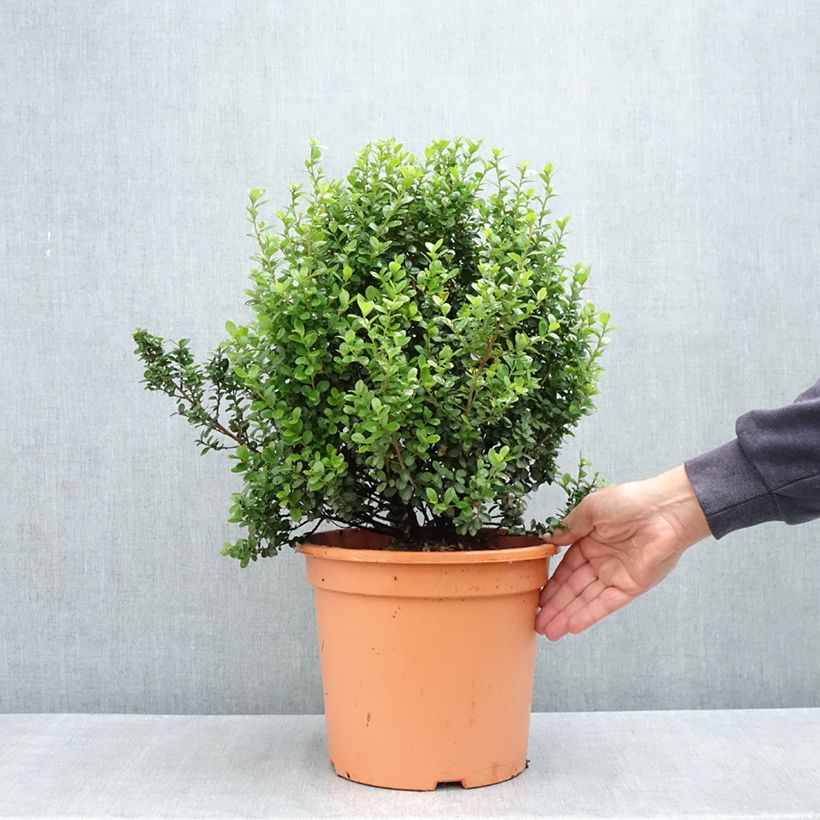 Myrsine africana - Bosso africano Vaso da 7,5L/10L esemplare consegnato in primavera