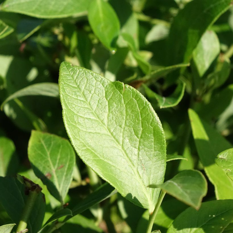 Mirtillo gigante americano - Berkeley (Fogliame)