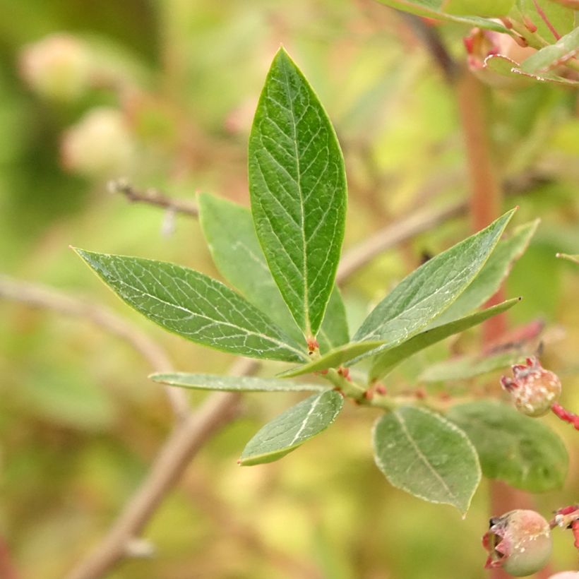 Mirtillo gigante americano - Blue pearl (Fogliame)