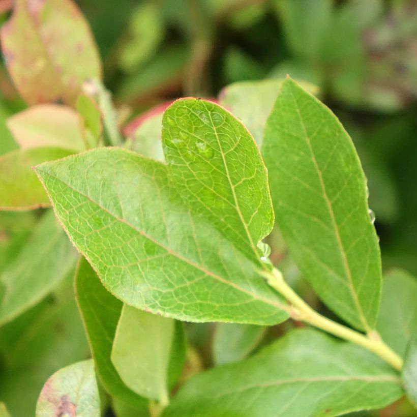 Mirtillo gigante americano - Brigitta (Fogliame)