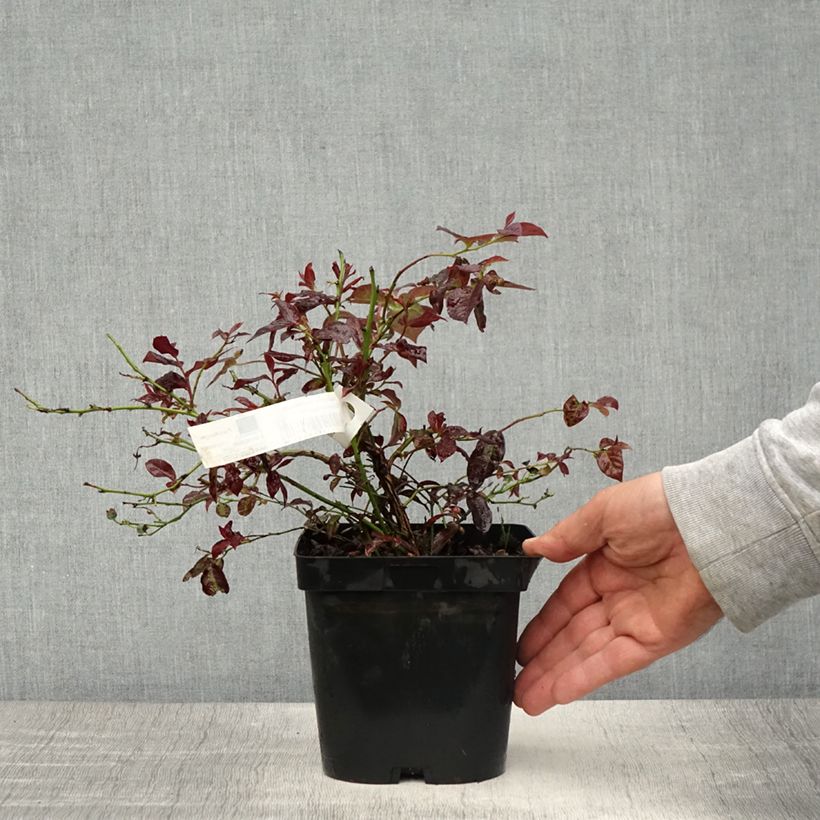 Mirtillo gigante americano - Darrow Vaso da 1,5L/2L esemplare consegnato in primavera