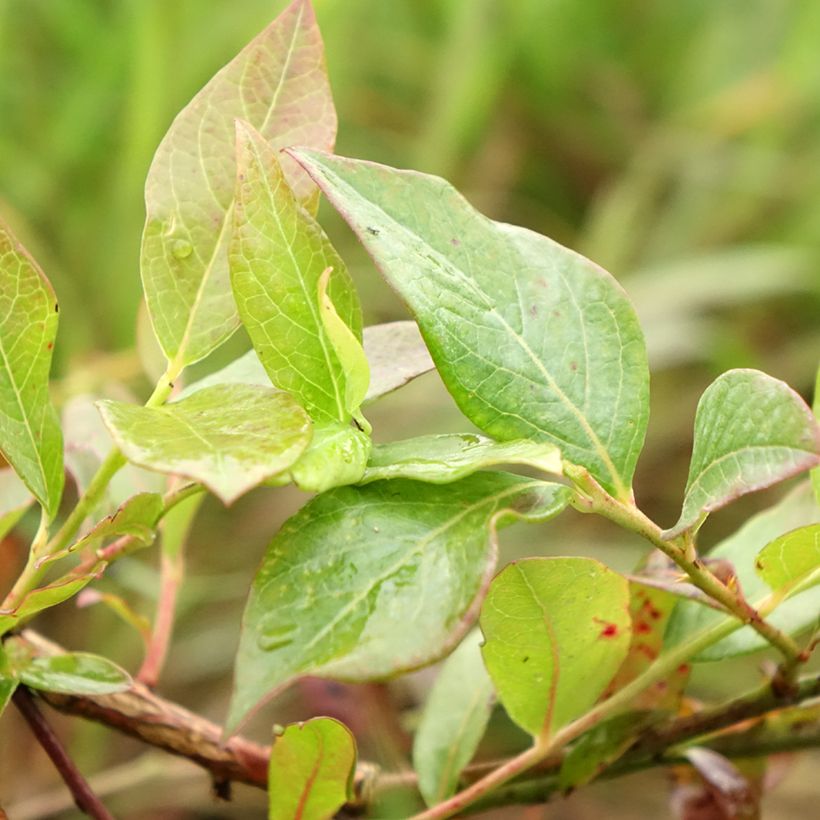 Mirtillo gigante americano - Darrow (Fogliame)