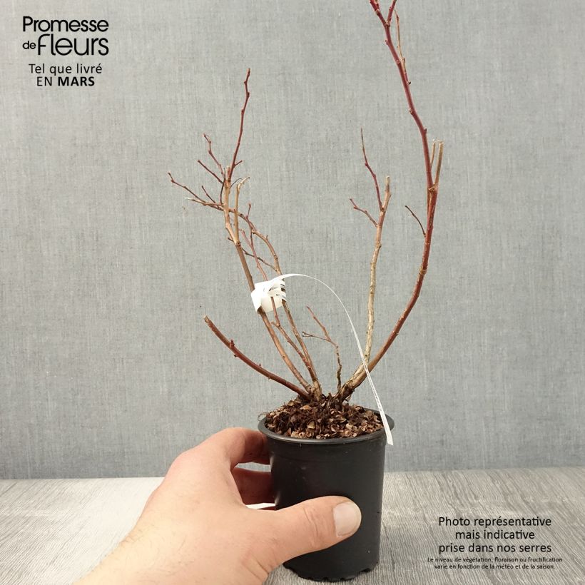 Mirtillo gigante americano - Duke Vasetto da 8/9 cm esemplare consegnato in primavera