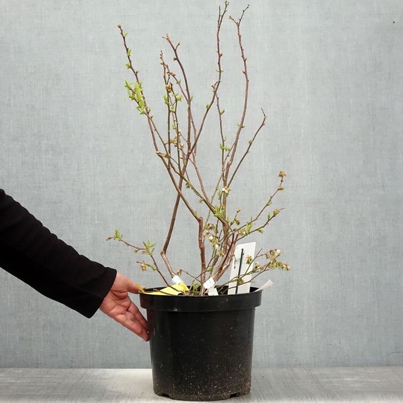 Mirtillo gigante americano - Duke Vaso da 7,5L/10L esemplare consegnato in primavera