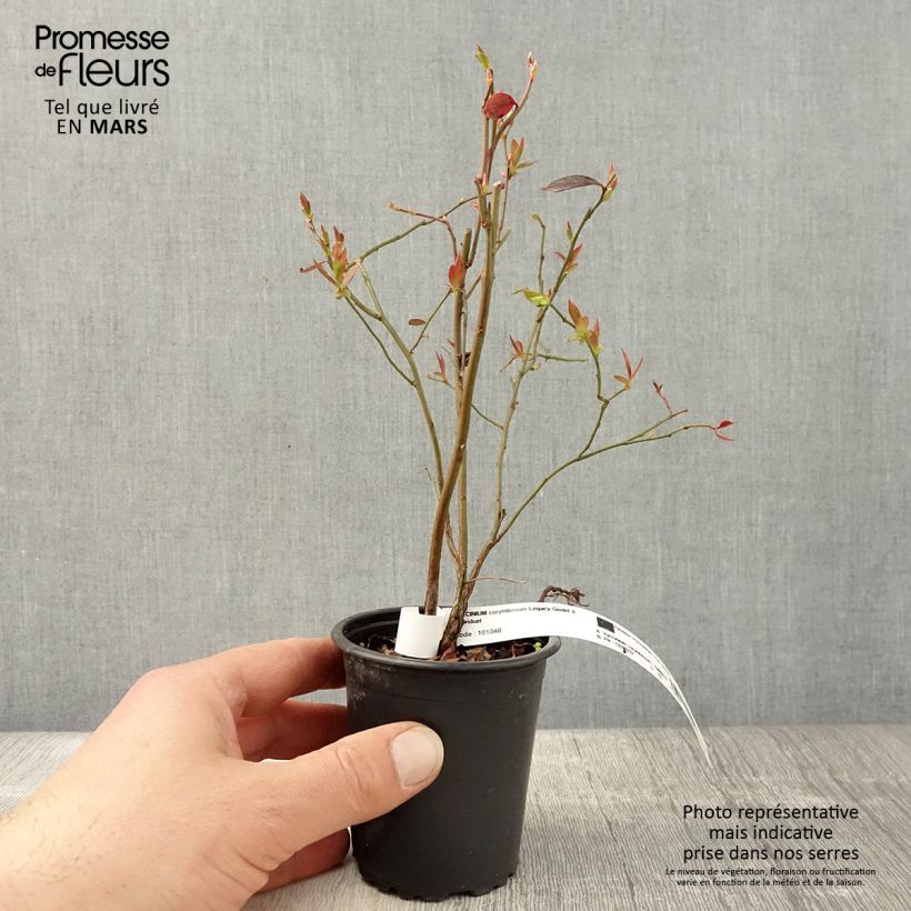 Mirtillo gigante americano - Legacy Vasetto da 8/9 cm esemplare consegnato in primavera