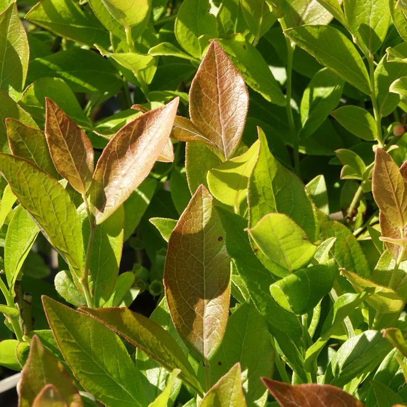 Mirtillo gigante americano - Pioneer (Fogliame)