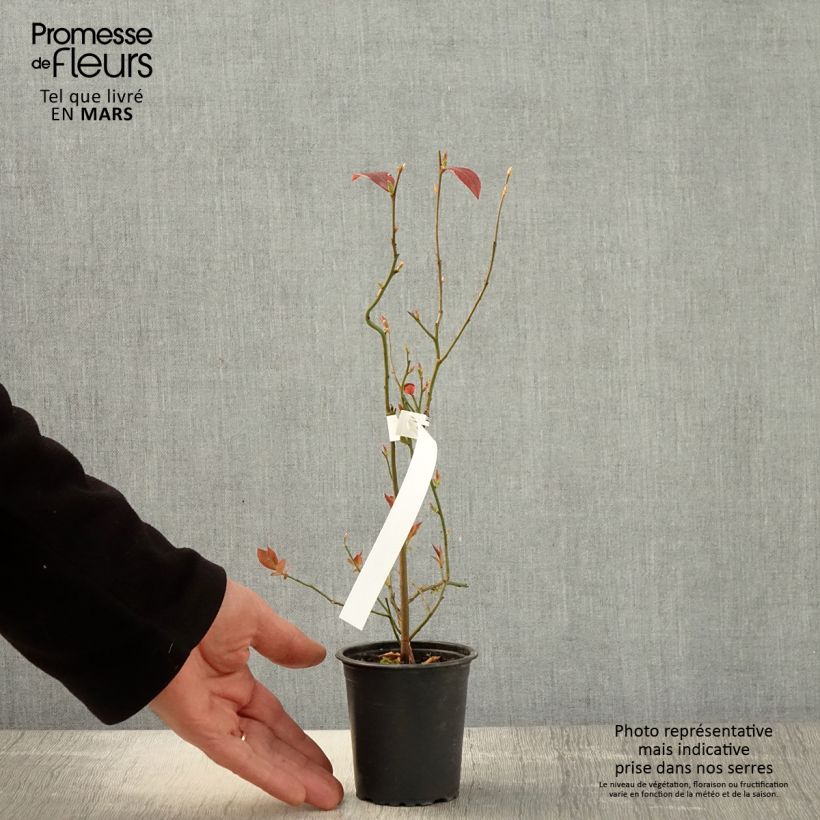 Example of Mirtillo gigante americano - Pioneer Vasetto da 8/9 cm as you get in printemps