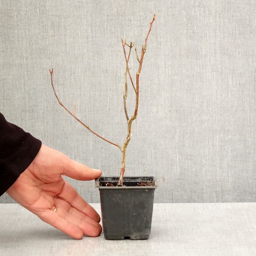 Mirtillo gigante americano - Goldtraube Vasetto da 8/9 cm esemplare consegnato in primavera