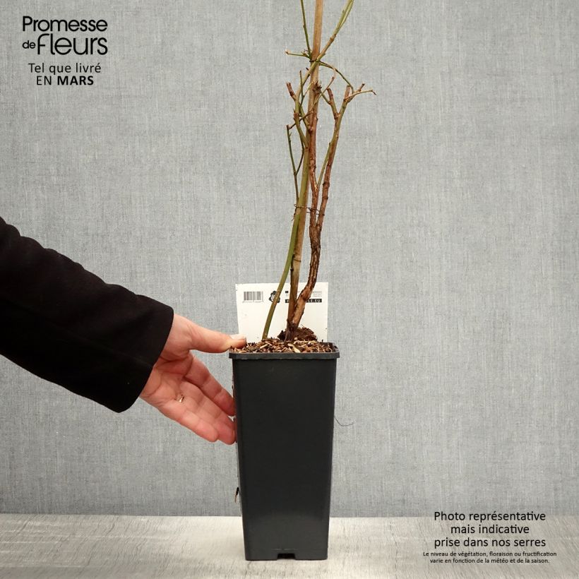 Example of Mirtillo gigante americano - Blue Crop Vaso da 1,5L/2L, A cespuglio as you get in printemps