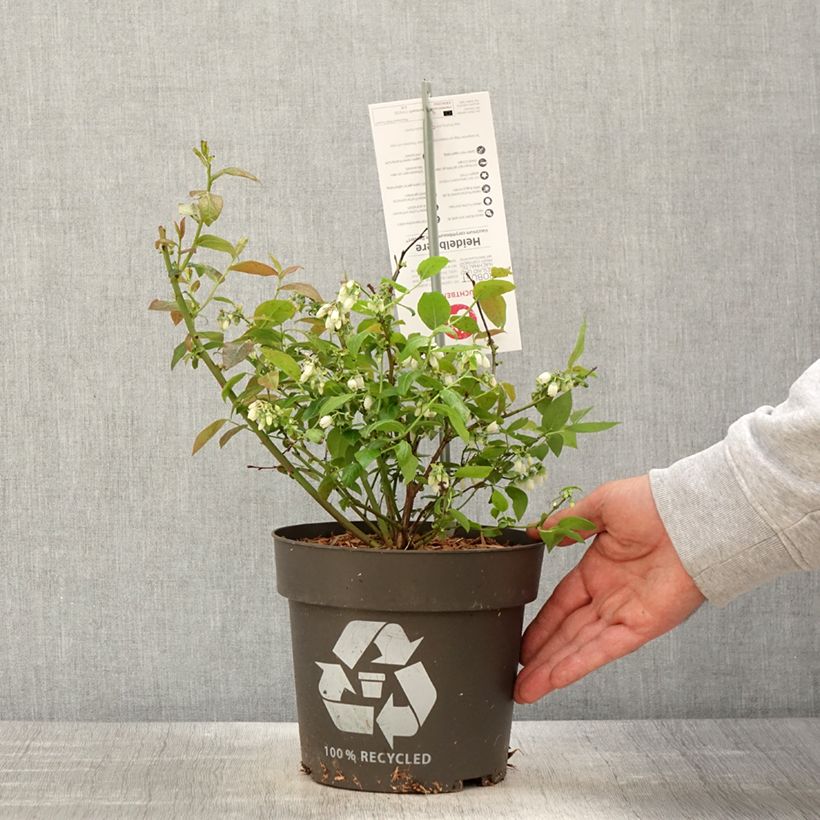 Example of Mirtillo gigante americano - Blue Dessert Vaso da 3L/4L, Multifusto as you get in printemps