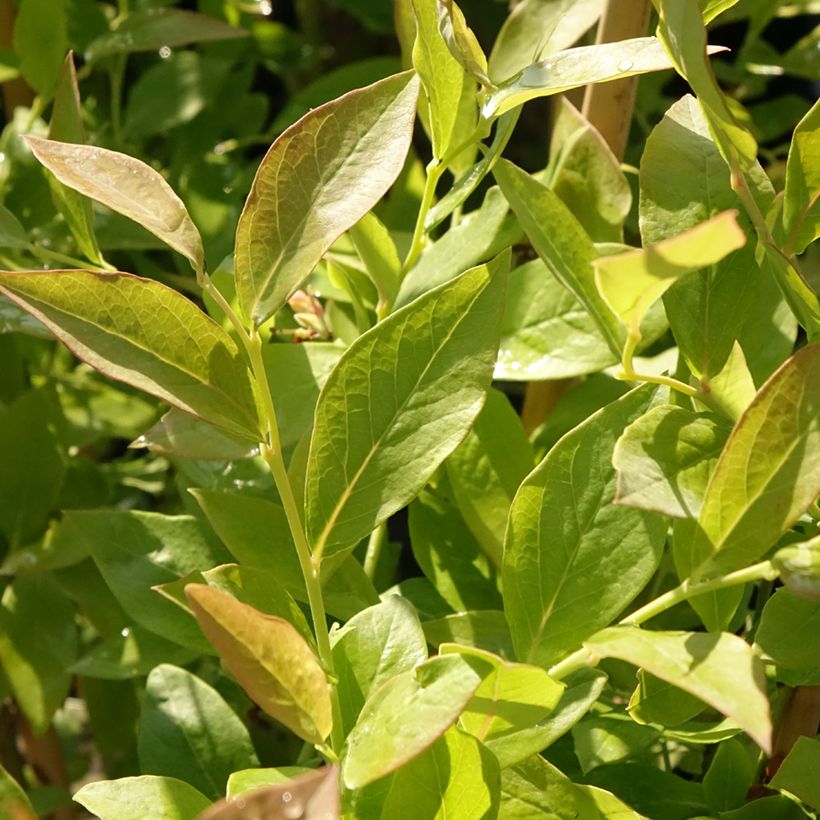 Mirtillo gigante americano - Blue Roma 'Blueroma' (Foliage)