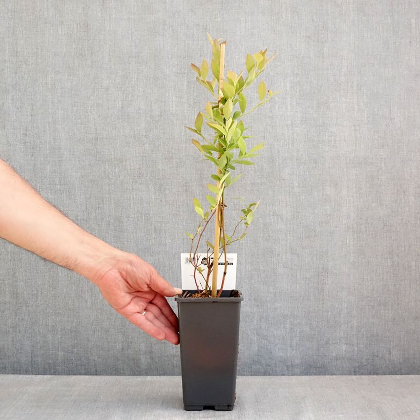 Example of Mirtillo gigante americano - Blue Roma 'Blueroma' Vaso da 3L/4L, Multifusto as you get in printemps