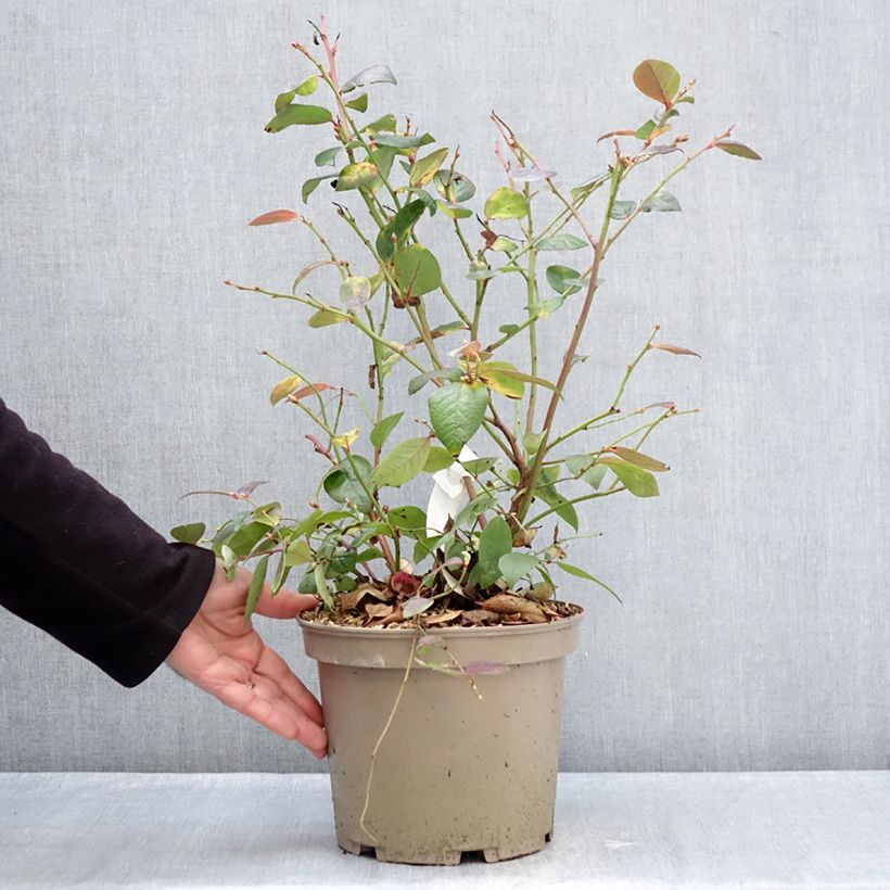 Vaccinium corymbosum Blue Suede Vaso da 4L/5L, A cespuglio esemplare consegnato in inverno