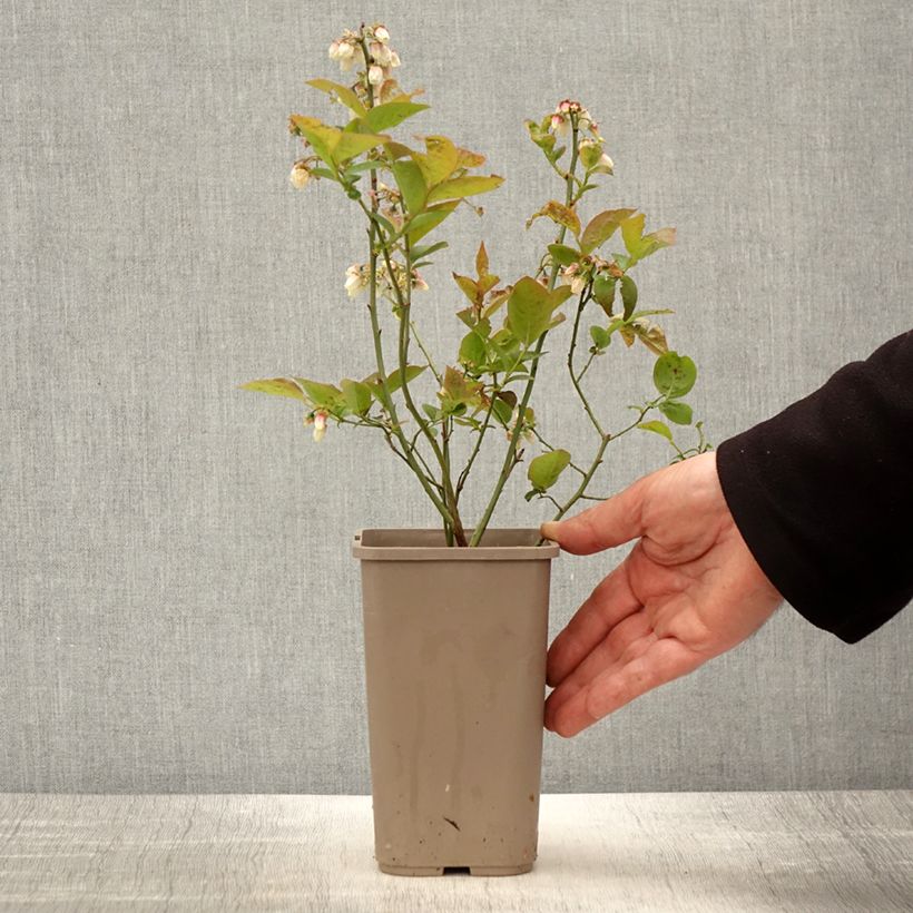 Example of Mirtillo gigante americano - Blues Brothers Vaso da 1,5L/2L as you get in printemps