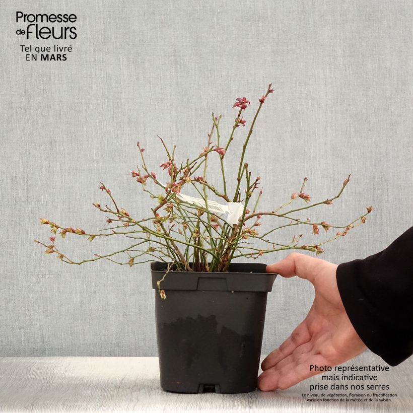 Example of Mirtillo gigante americano - Cabernet Splash 'VacBri1' Vaso da 2L/3L, A cespuglio as you get in printemps