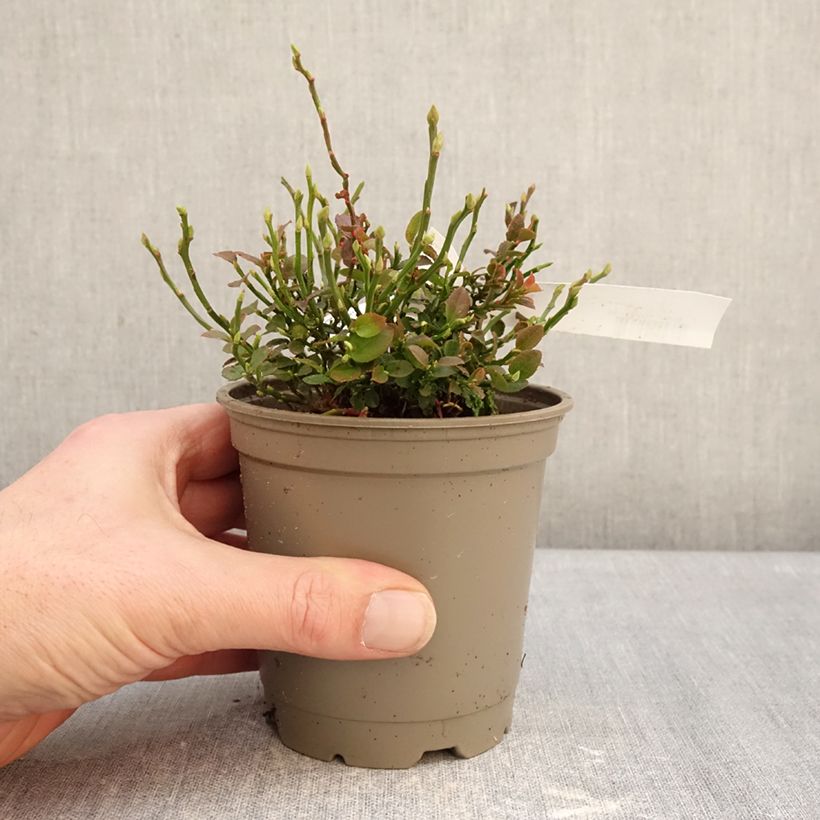 Vaccinium myrtillus - Mirtillo nero Vaso da Ø 12 cm / 13 cm, A cespuglio esemplare consegnato in inverno