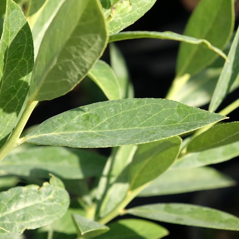 Mirtillo gigante americano - Elliott (Foliage)