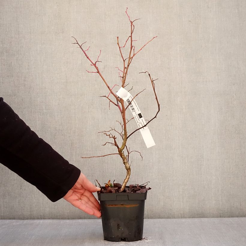 Mirtillo gigante americano - Hardyblue Vaso da 2L/3L, Multifusto esemplare consegnato in inverno