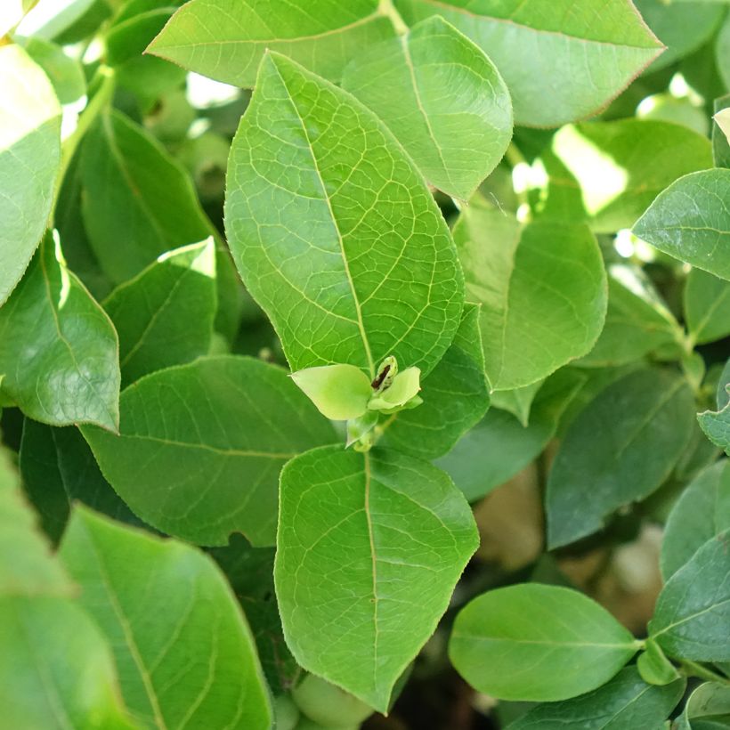 Mirtillo gigante americano - Patriot Bio (Fogliame)