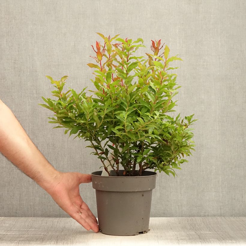 Esemplare di Vaccinium cylindraceum Goutte Bleuef 'Blautropf' - Mirtillo Vaso da 1,5L/2L, Multifusto consegnato in estate