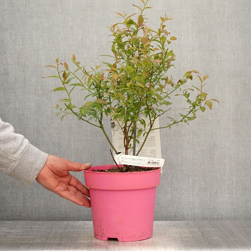 Example of Mirtillo gigante americano - Pink Berry Vaso da 2L/3L, Multifusto as you get in printemps