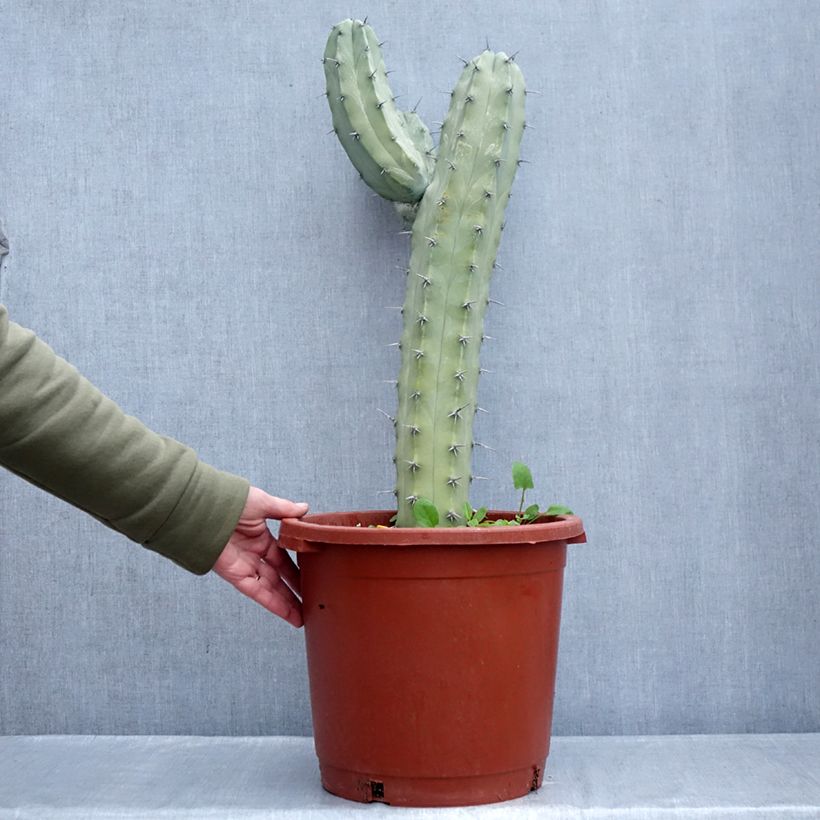 Example of Myrtillocactus geometrizans Vaso da 12L/15L as you get in hiver