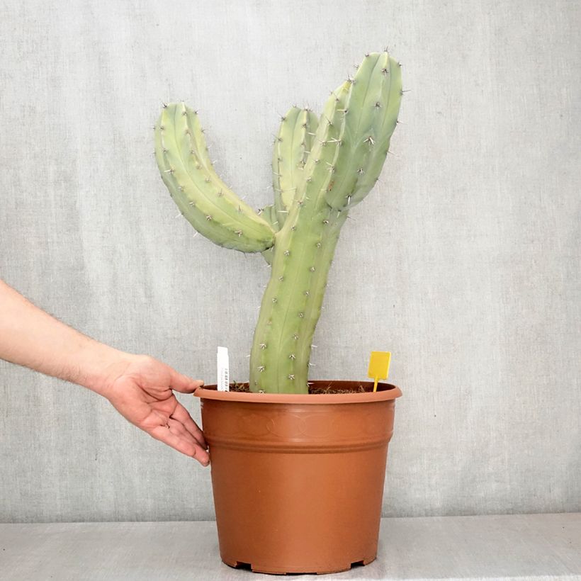 Myrtillocactus geometrizans Vaso da 12L/15L esemplare consegnato in primavera