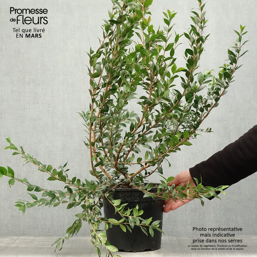 Example of Myrtus communis - Mirto Vaso da 7,5L/10L as you get in printemps