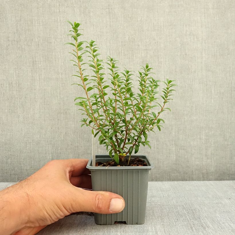 Esemplare di Myrtus communis subsp.tarentina - Mirto tarantino Vasetto da 8/9 cm consegnato in estate
