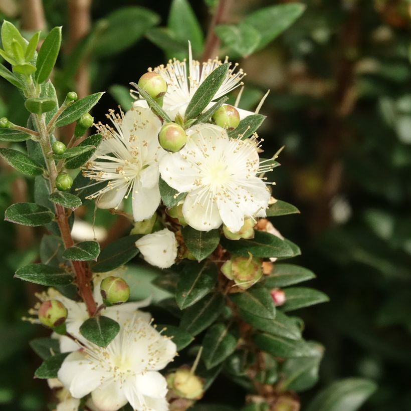 Myrtus communis subsp.tarentina - Mirto tarantino (Fioritura)