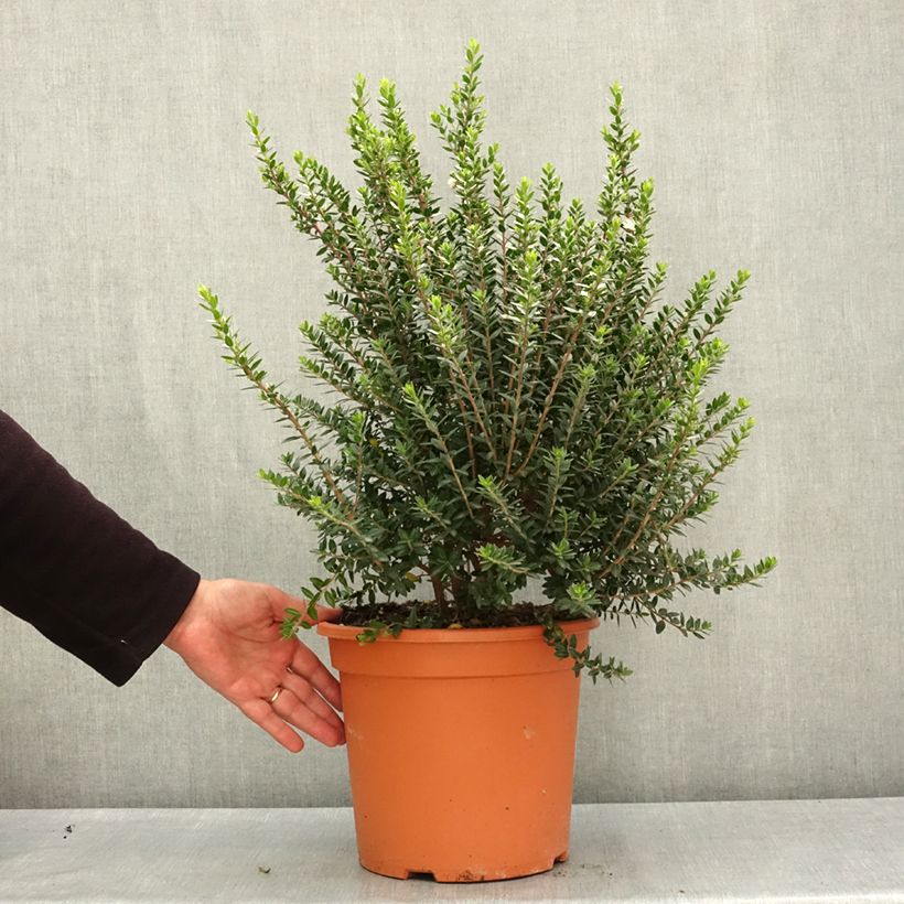 Myrtus communis subsp.tarentina - Mirto tarantino Vaso da 7,5L/10L esemplare consegnato in primavera