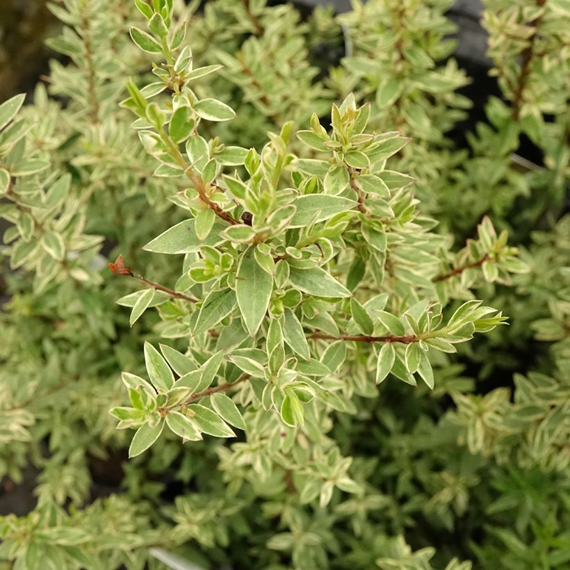Myrtus communis Variegata - Mirto (Foliage)