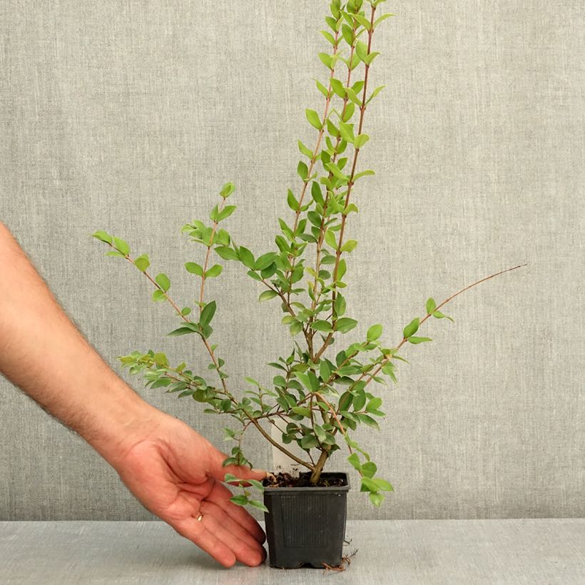 Esemplare di Myrtus luma Vasetto da 8/9 cm consegnato in estate