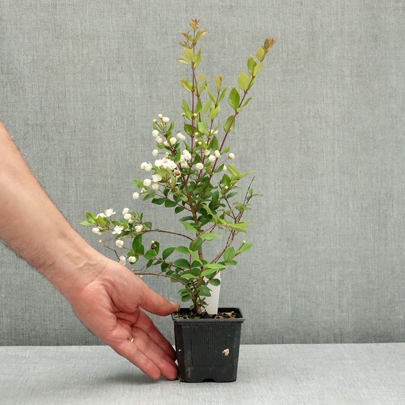 Myrtus luma Vasetto da 8/9 cm esemplare consegnato in primavera