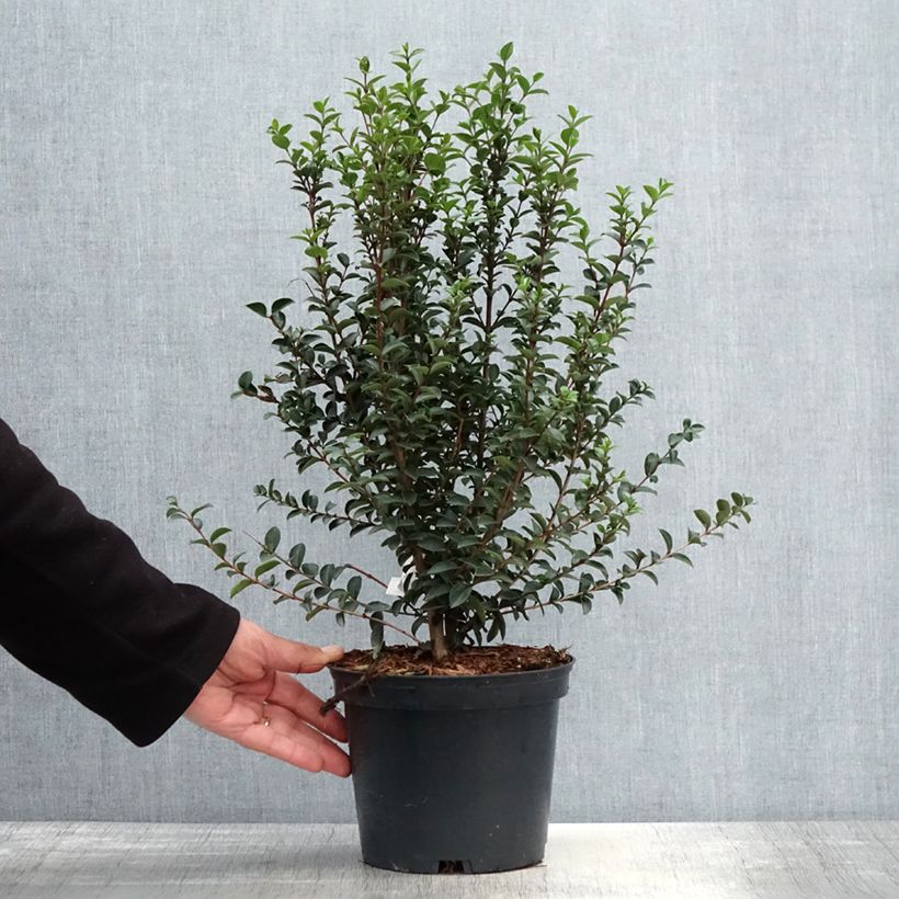 Example of Myrtus luma Vaso da 3L/4L as you get in printemps