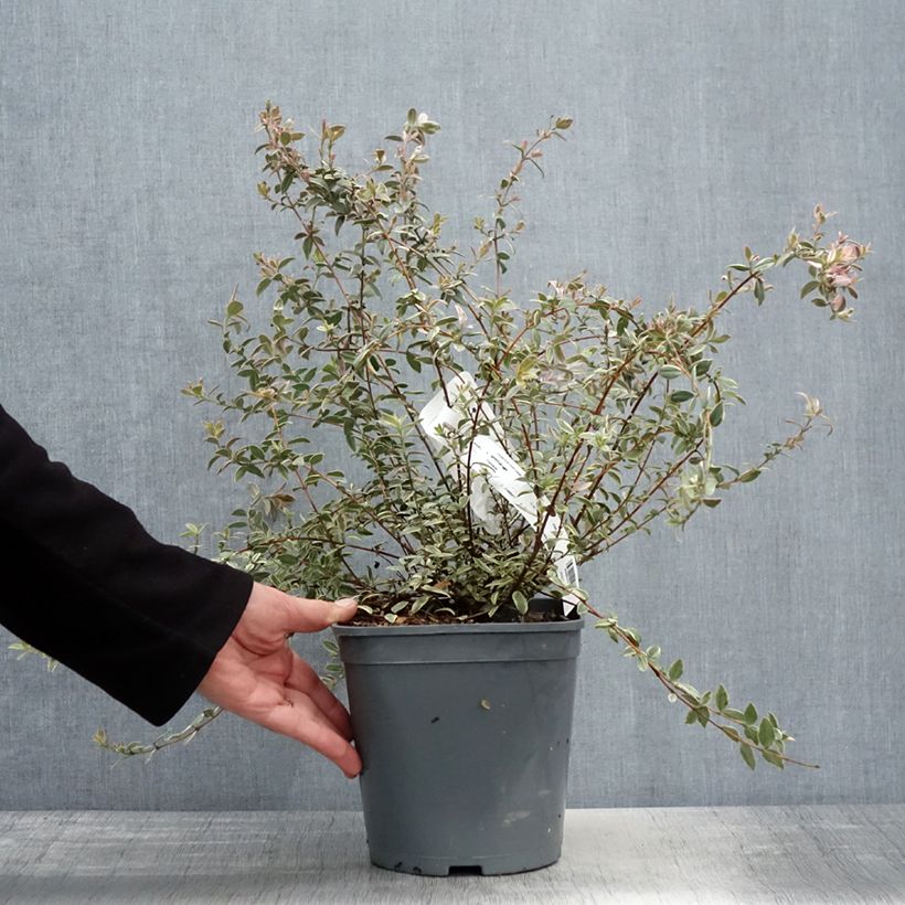 Example of Myrtus ugni Flambeau Vaso da 3L/4L as you get in printemps