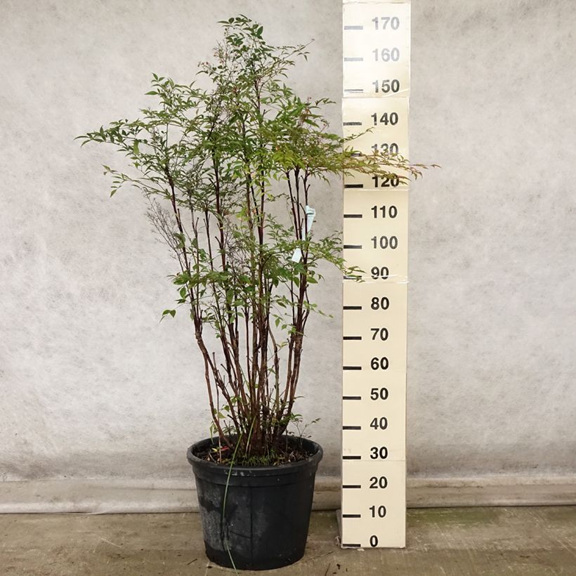Esemplare di Nandina domestica - Bambù sacro Vaso da 18L/20L come consegnato in autunno