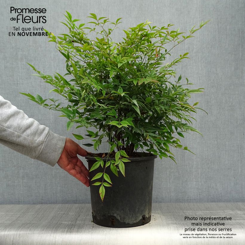 Esemplare di Nandina domestica - Bambù sacro Vaso da 7,5L/10L come consegnato in autunno