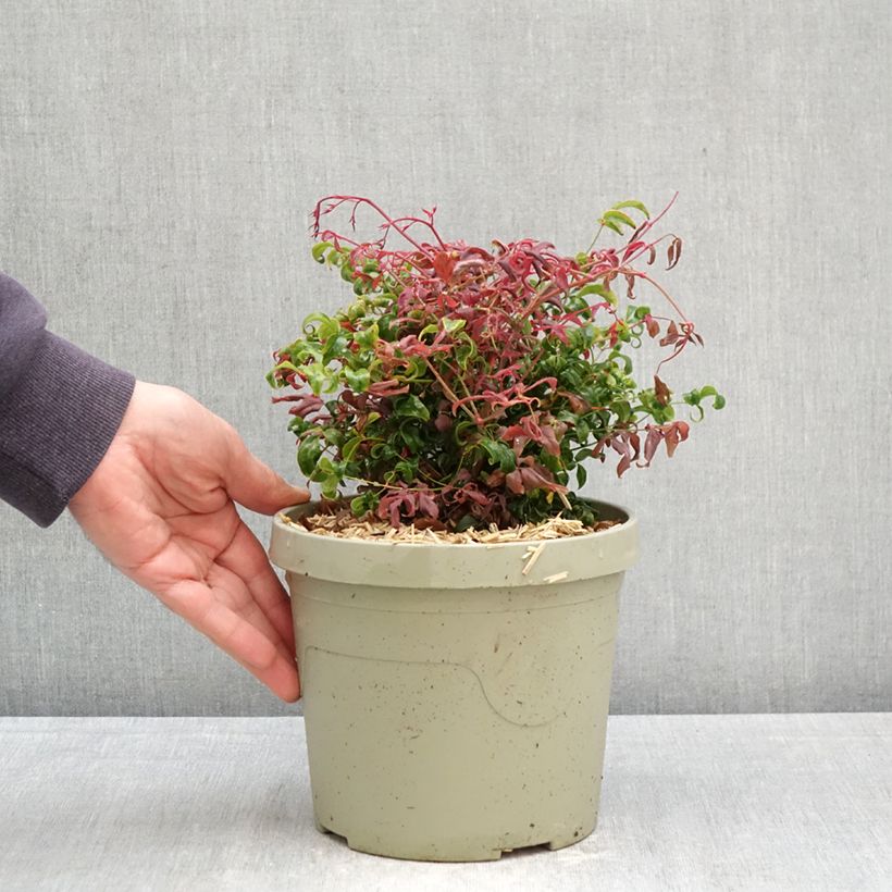 Nandina domestica Curly Obsessed Vaso da 3L/4L esemplare consegnato in primavera