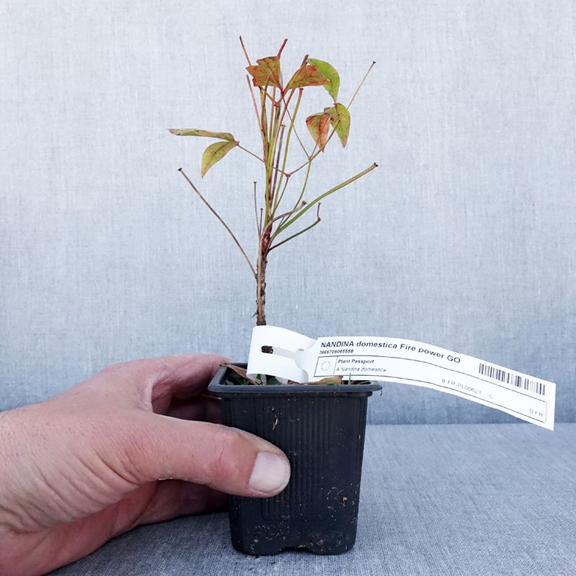 Nandina domestica Fire Power Vasetto da 8/9 cm esemplare consegnato in primavera
