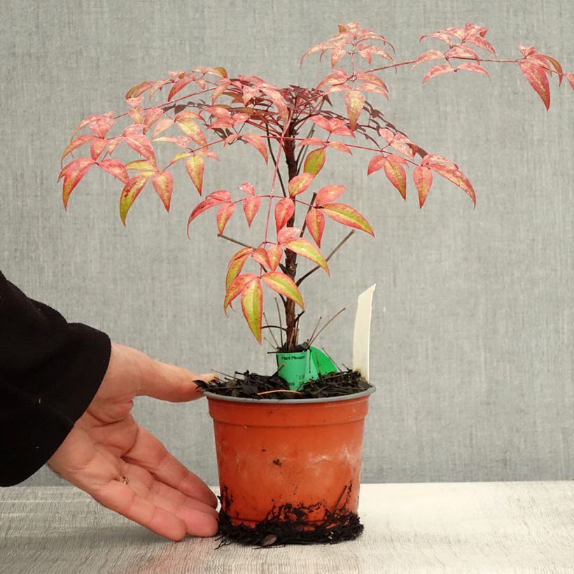 Esemplare di Nandina domestica FLIRT Murasaki Vasetto da 8/9 cm come consegnato in autunno